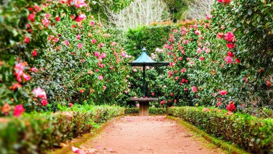 Olejový špecialista 1: Čo sú esenciálne oleje?